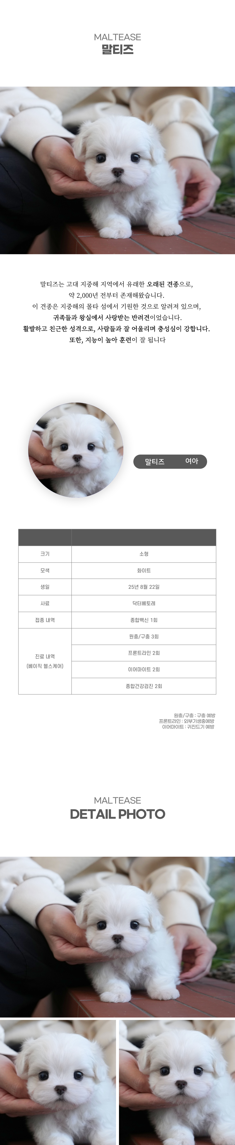 말티즈_상세이미지_2